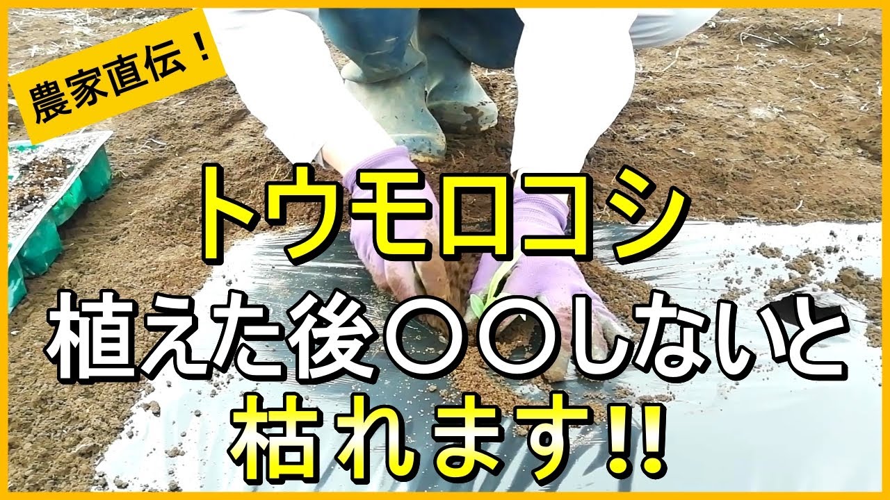 【とうもろこし栽培】早植えトンネル栽培　植えるタイミングで今後が決まる【有機農家直伝！無農薬で育てる家庭菜園】　25/3/20