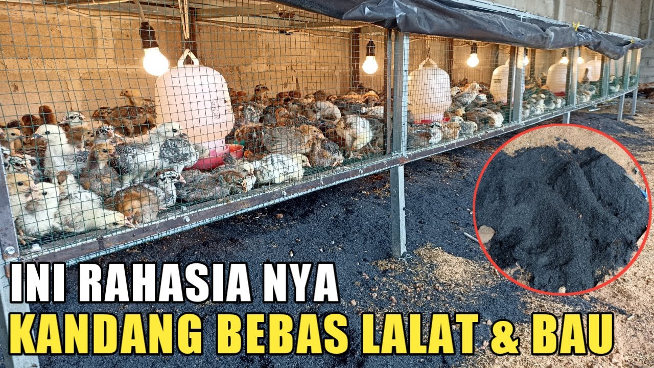 TAHUN 2023 KANDANG MASIH BAU DAN BANYAK LALAT ? UDAH GAK JAMAN !!