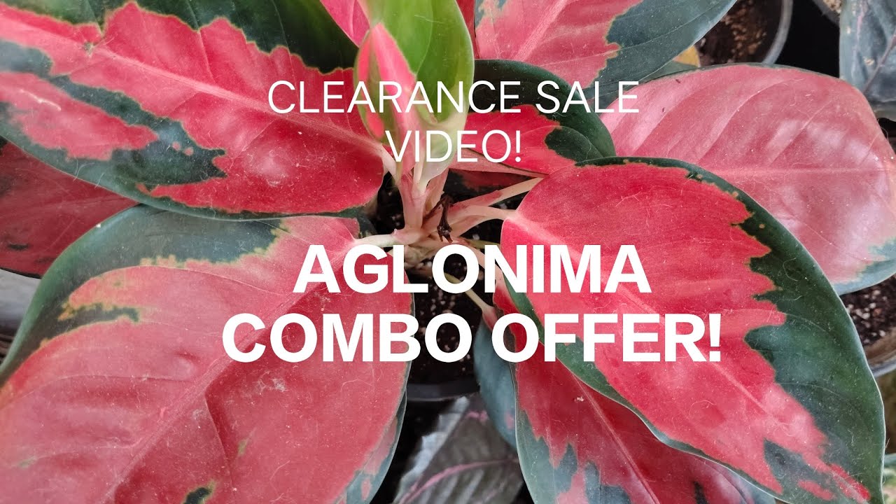 Aglonima Combo Offer ! | Clearance Sale! | Suja's Diary |