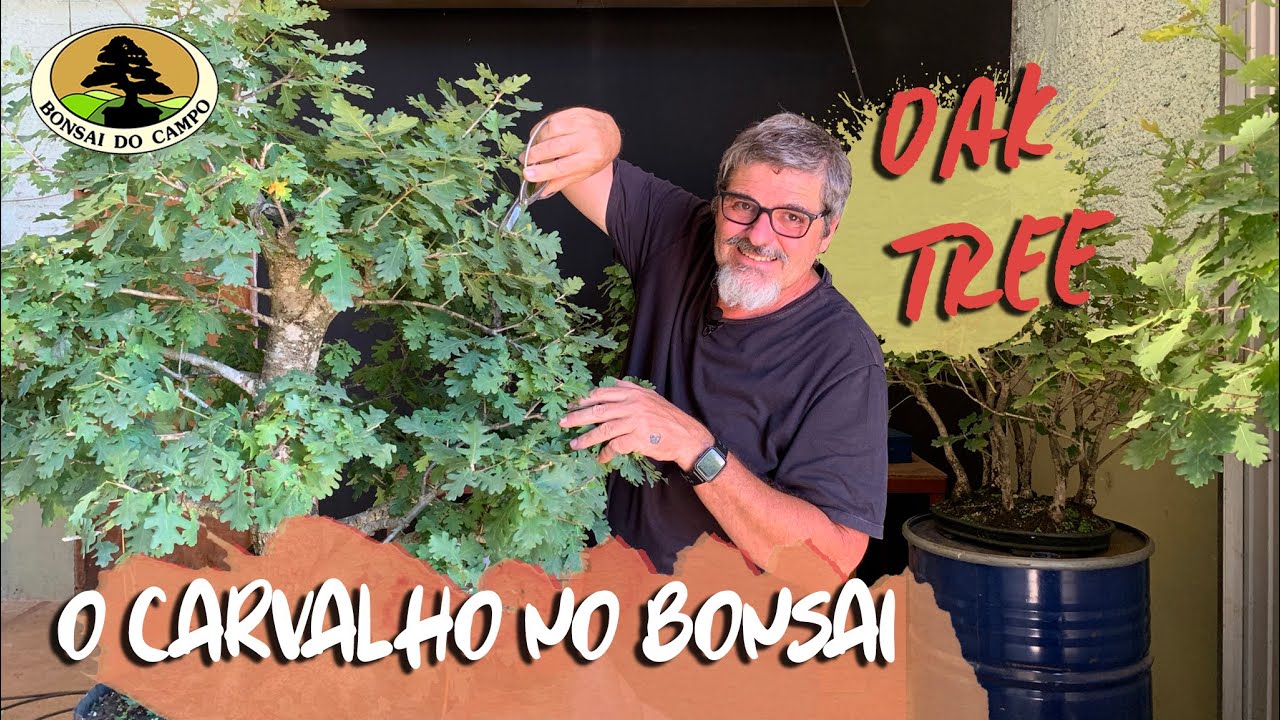 BONSAI de Carvalho, OAK Tree