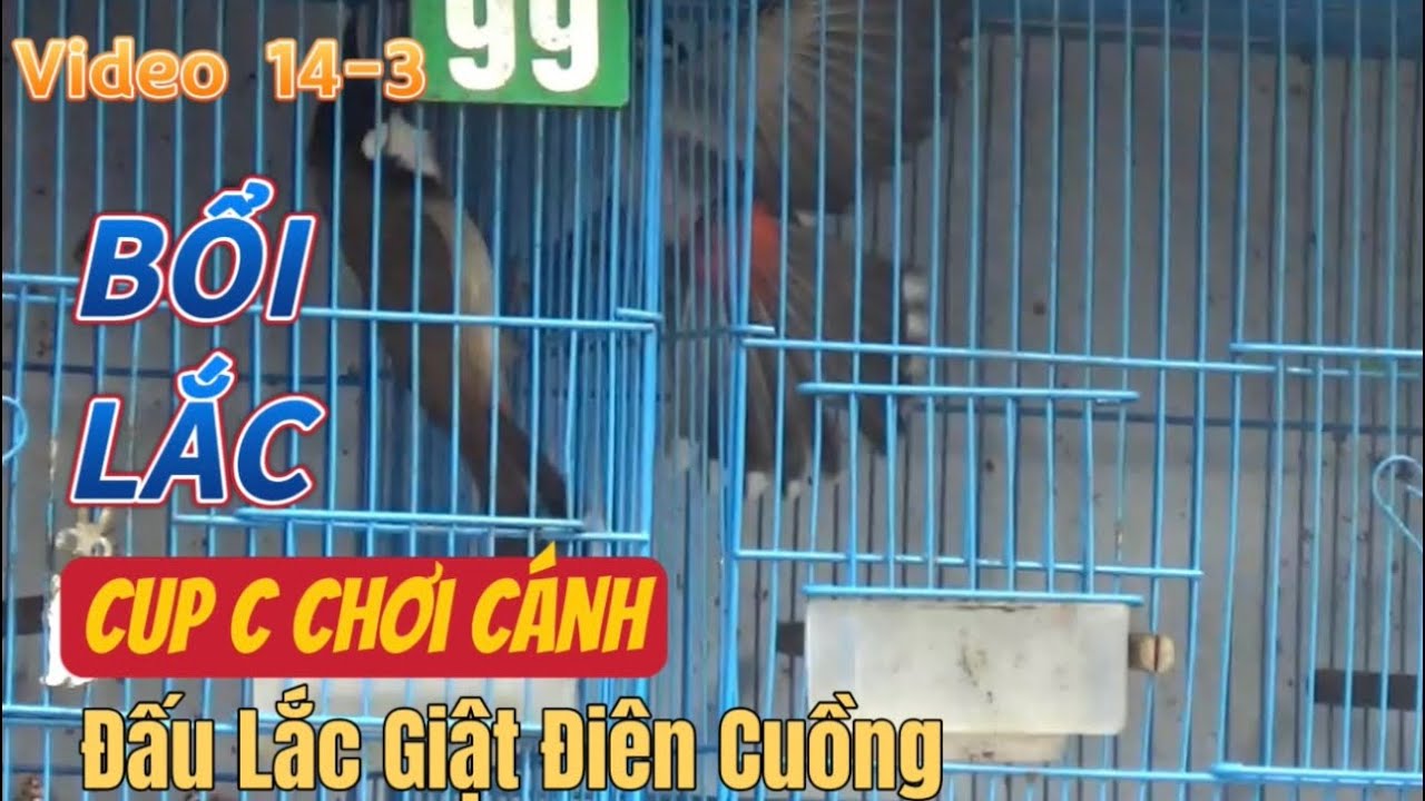 SIÊU PHẨM BỔI LẮC-Lắc Giật Điê.n Cuồng/Siêu Nhạy Cánh/Nết Đấu Hung Hãn/Chân Song Dong Lông Mỏng Dính