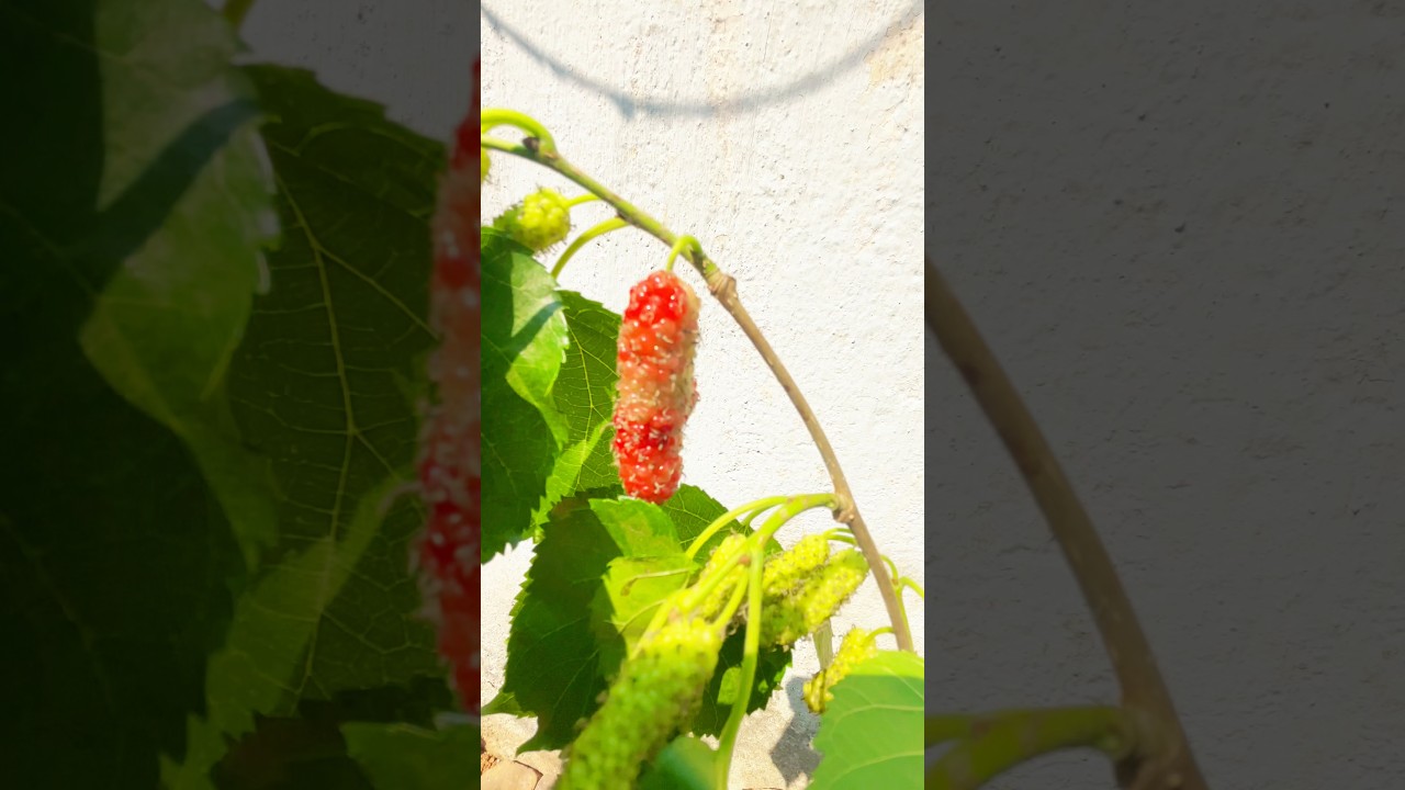 Sahtut  chatni #food #indianfood #fruit #mulbeery