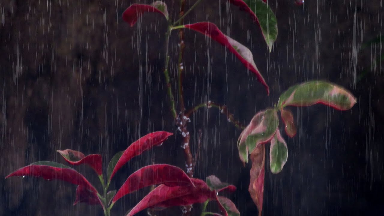 Get Better Sleep With Heavy Hammering Rain Sound & Thunder For Sleeping And Relaxation