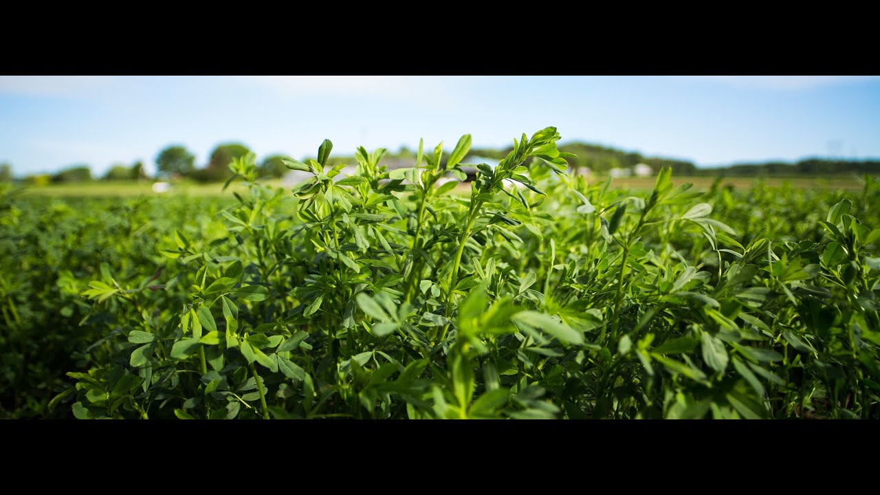 Understanding How EcoTea Works in a Foliar Program
