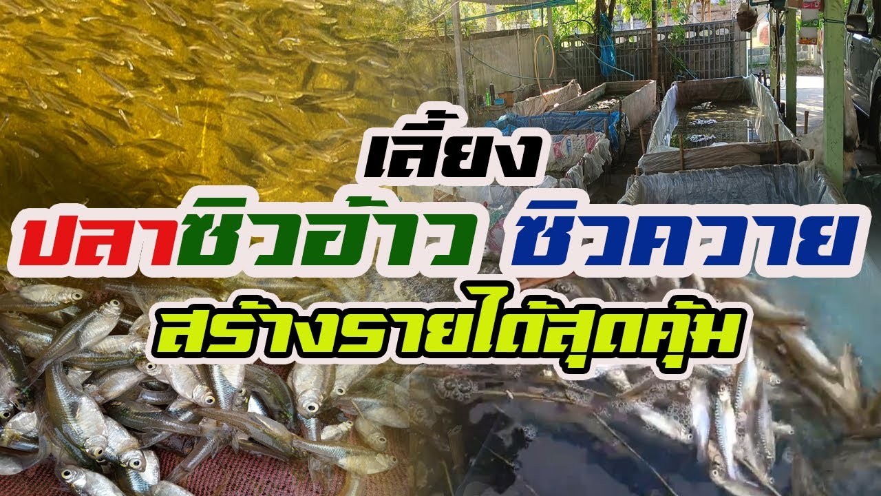 เลี้ยงปลาซิวอ้าวซิวควาย  | สร้างรายได้สุดคุ้ม