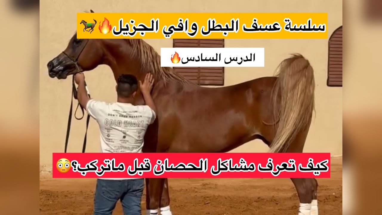 سلسلة عسف | الدرس السادس | كيف أعرف وضع الخيل قبل الركوب ؟