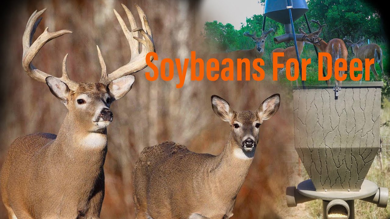 Soybeans For Deer, The Best Deer Feed #deerfeeder #supplementalfeeding