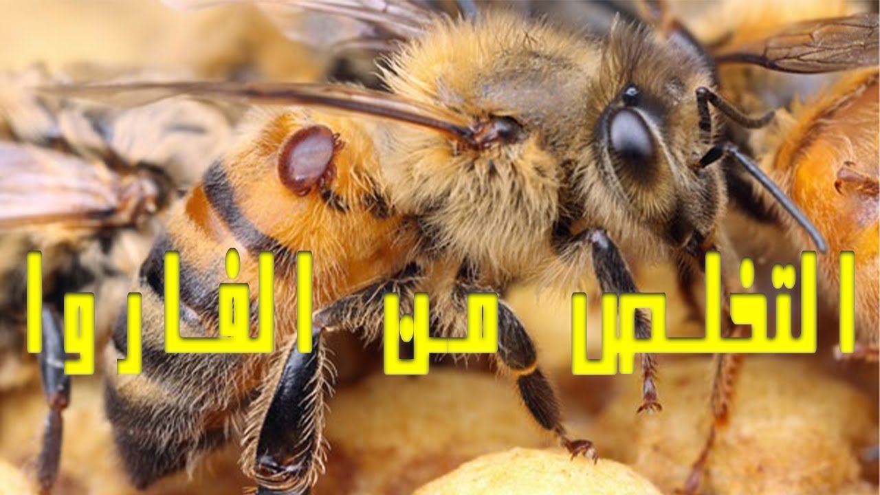 🐝: القضاء على الفاروا بدون سموم أو كيماويات وحتي قبل الموسم بأيام بدون تكلفة