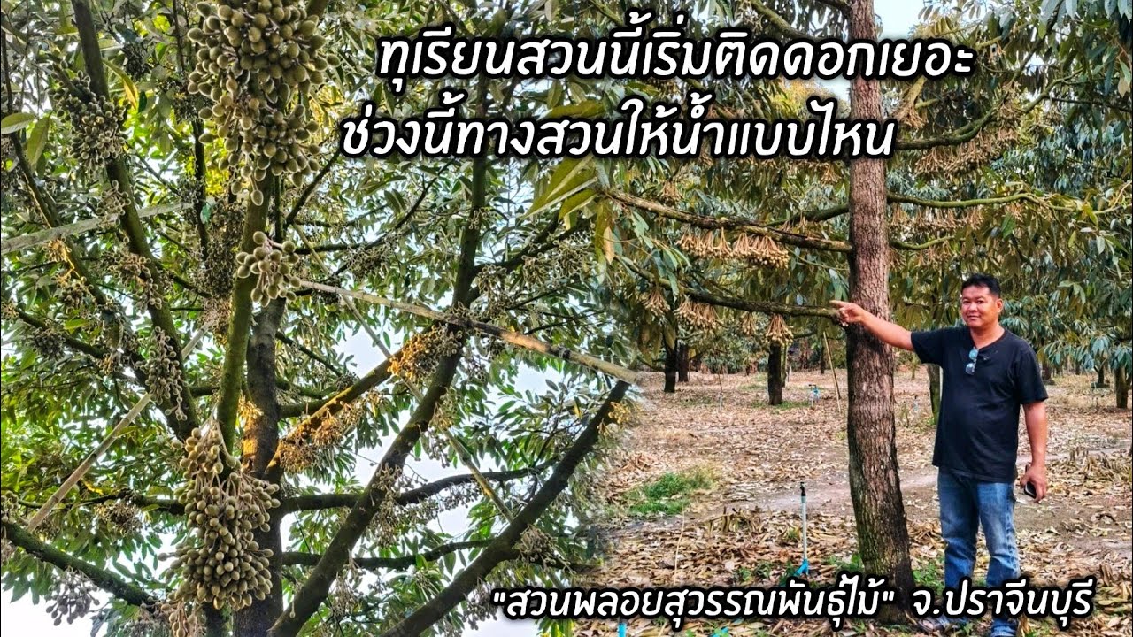 ทุเรียนสวนนี้เริ่มติดดอกเยอะช่วงนี้ทางสวนให้น้ำแบบไหน 