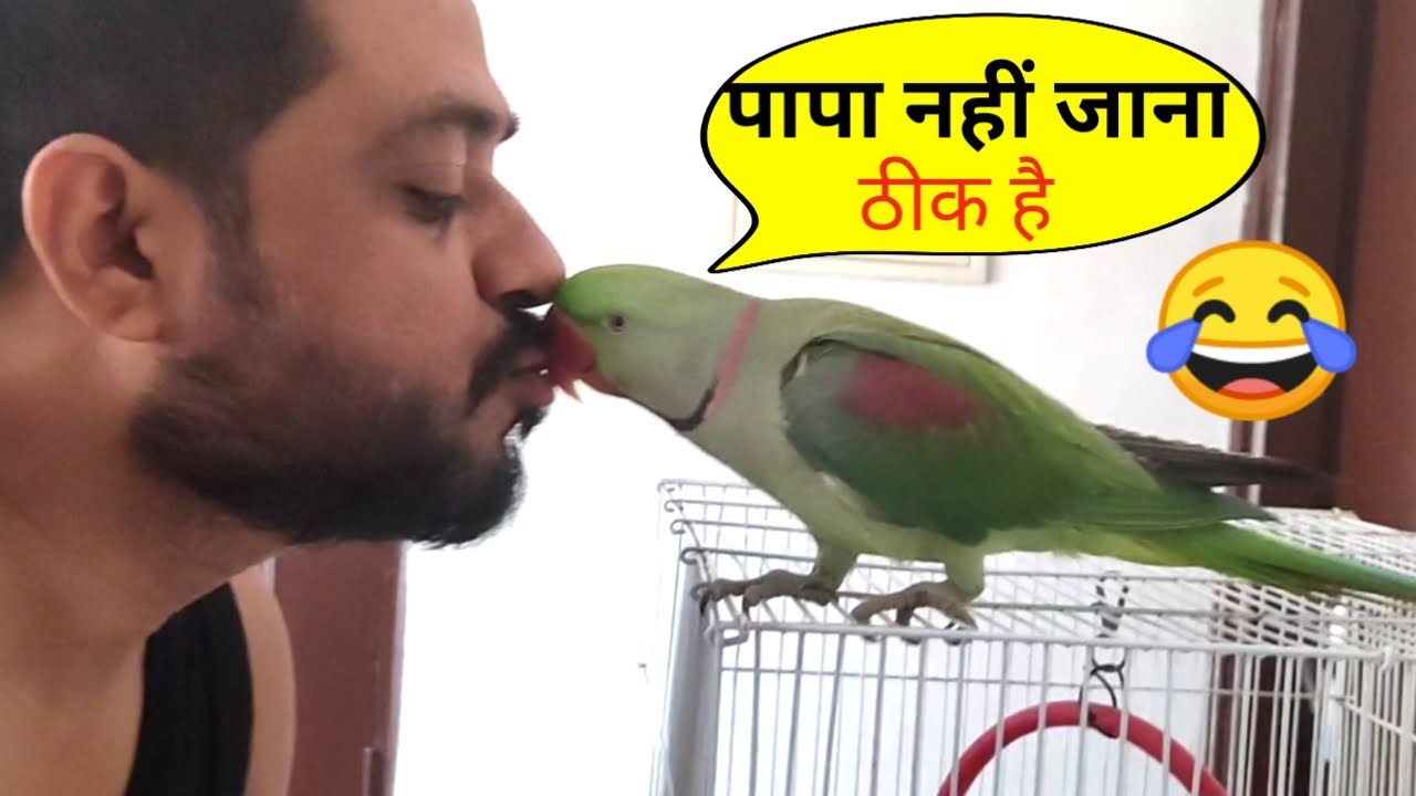 Parrot Pablo Playing with Papa - पापा को कहीं भी जाने नहीं दूँगा