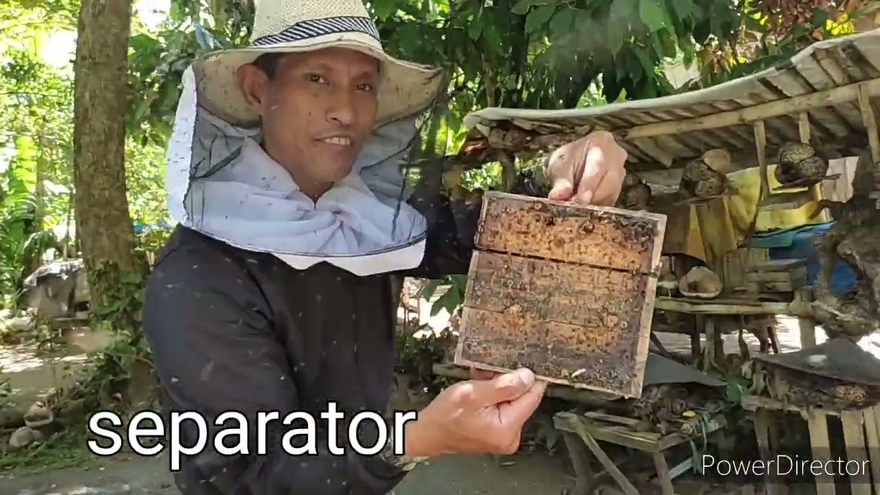 Stingless bee Philippines: Splitting of stingless bee colony from a box hive