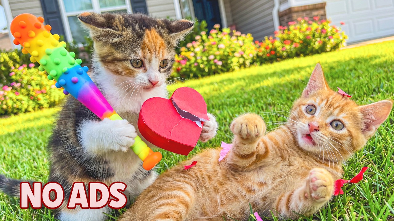 12 Часов Спокойной Музыки для Кошек 🐈 От Разлуки & Глубокий Сон | Cat TV ♬