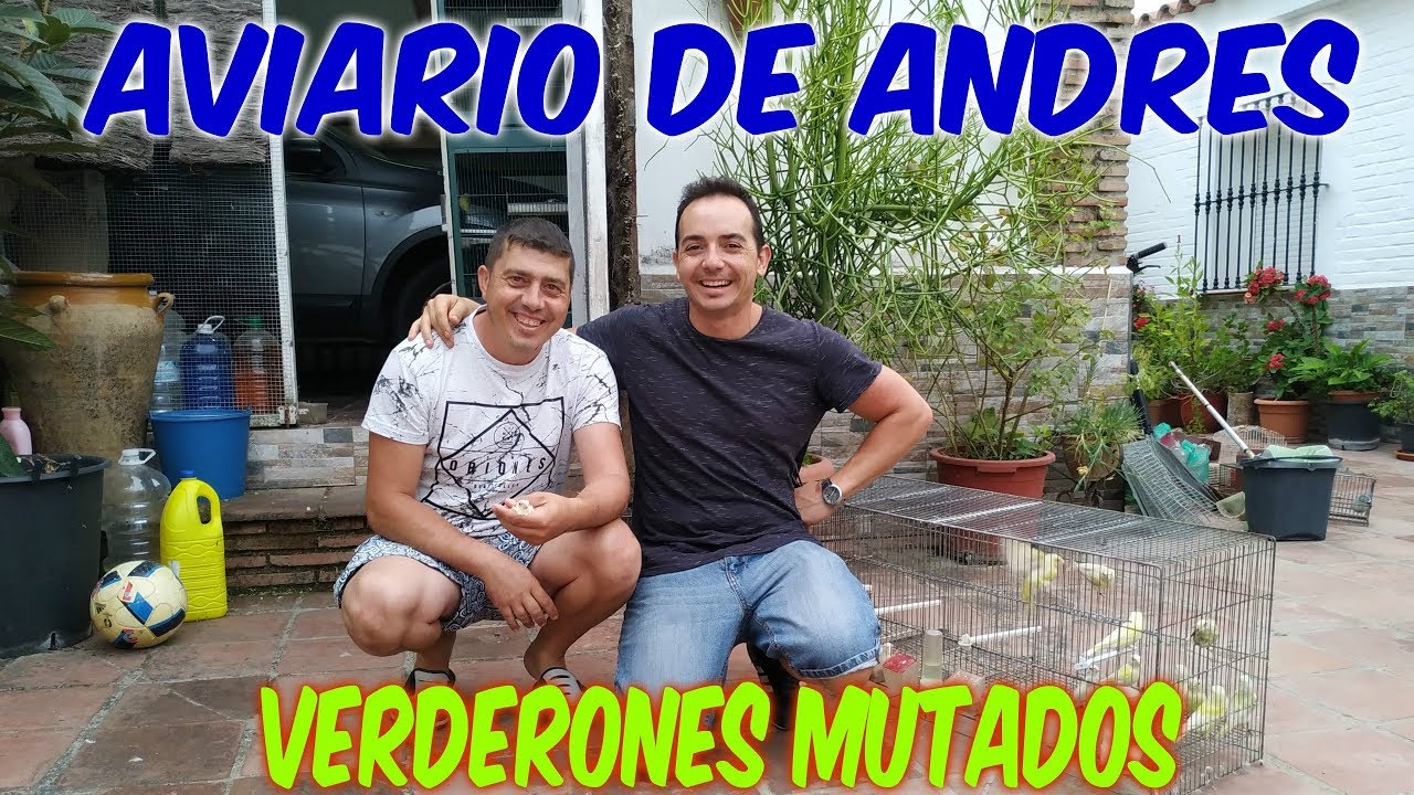 AVIARIO DE VERDERÓN MUTADO ANDRÉS