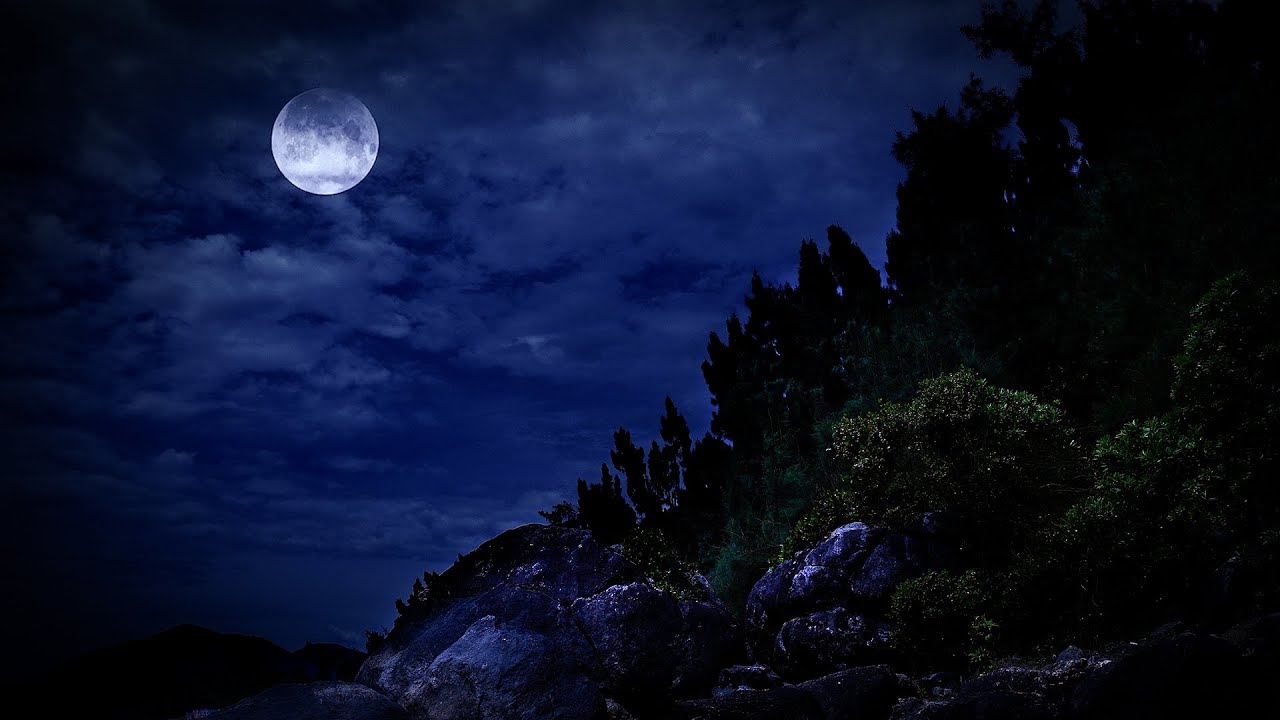 Calming Night Forest Ambience and Cricket Noise 10 Hours for Deep Sleep, Summer Night Nature Sounds