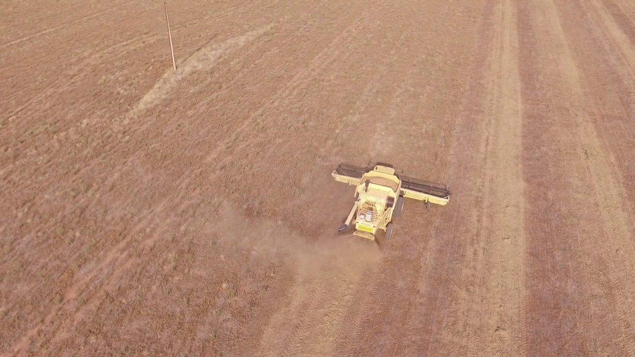 TR98 Pea Harvesting