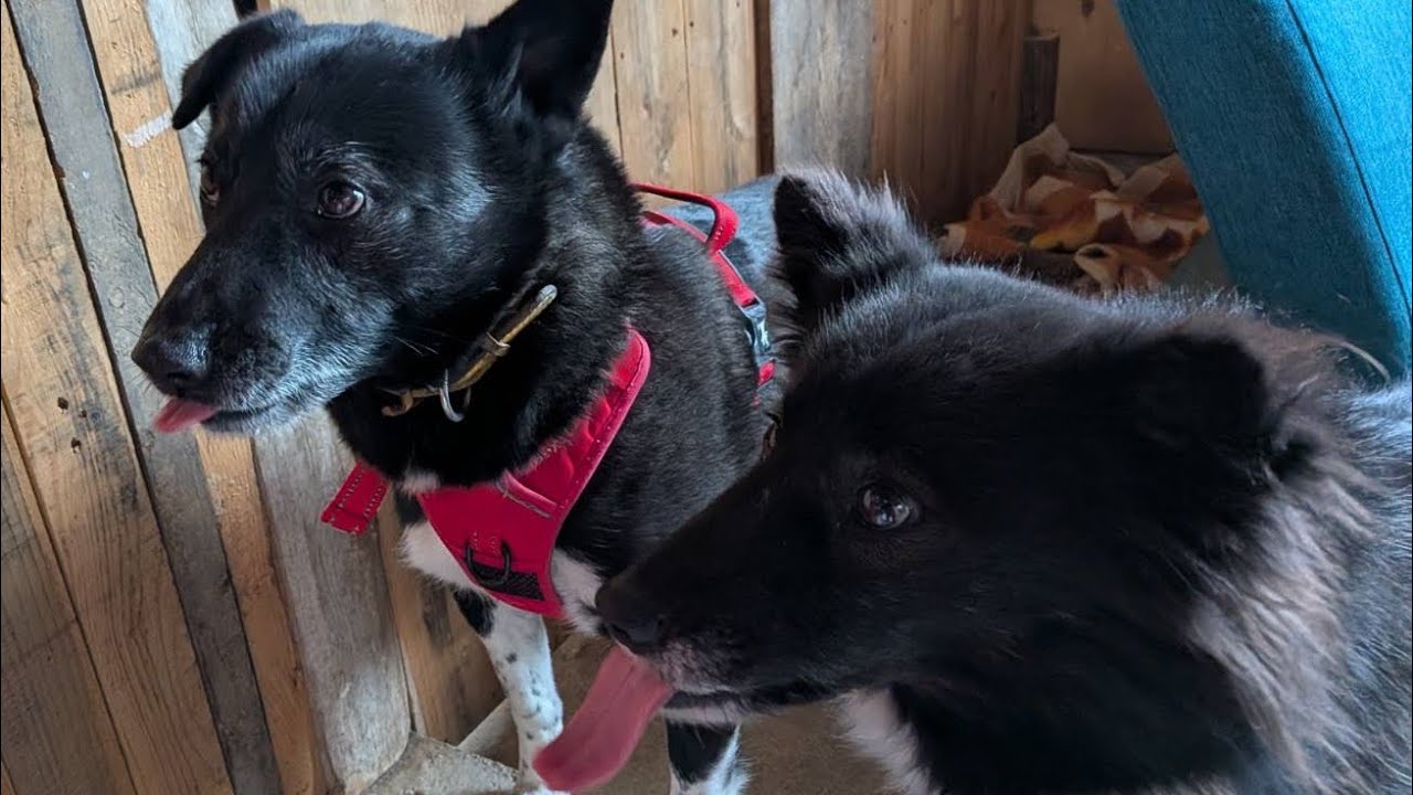 保護犬大五郎&優花のオヤツタイム🐶🐶