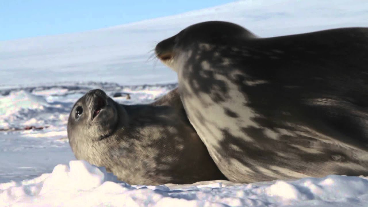 Field Notes: Dan Costa in Antarctica - KQED QUEST