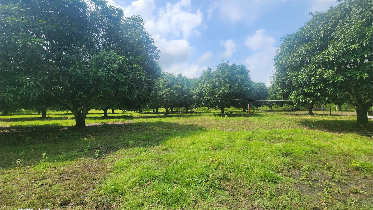 Bargain 1.5 Hectare Mango Farm for Sale at San Juan Batangas