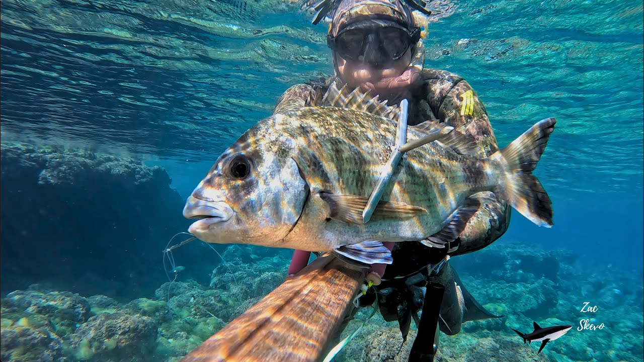 Diamond Τrevally in Karpathos Island .Diamond Trevally στην Κάρπαθο.