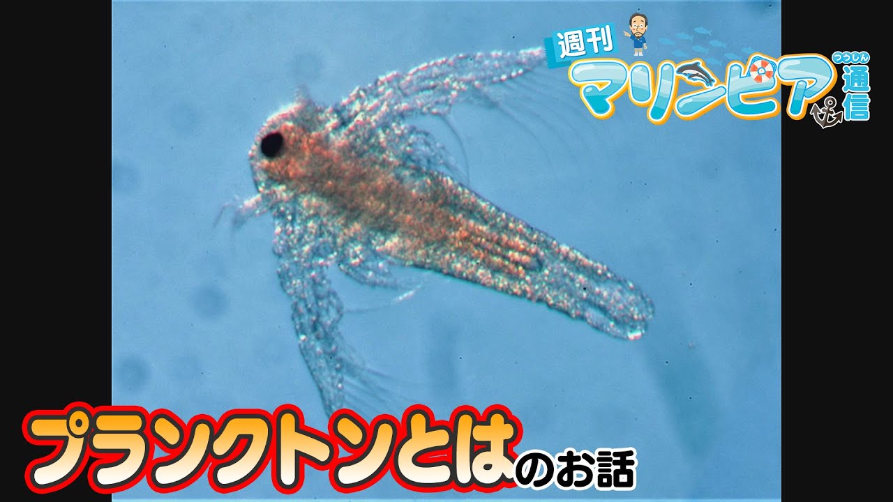週刊マリンピア通信　＃194 プランクトンとは