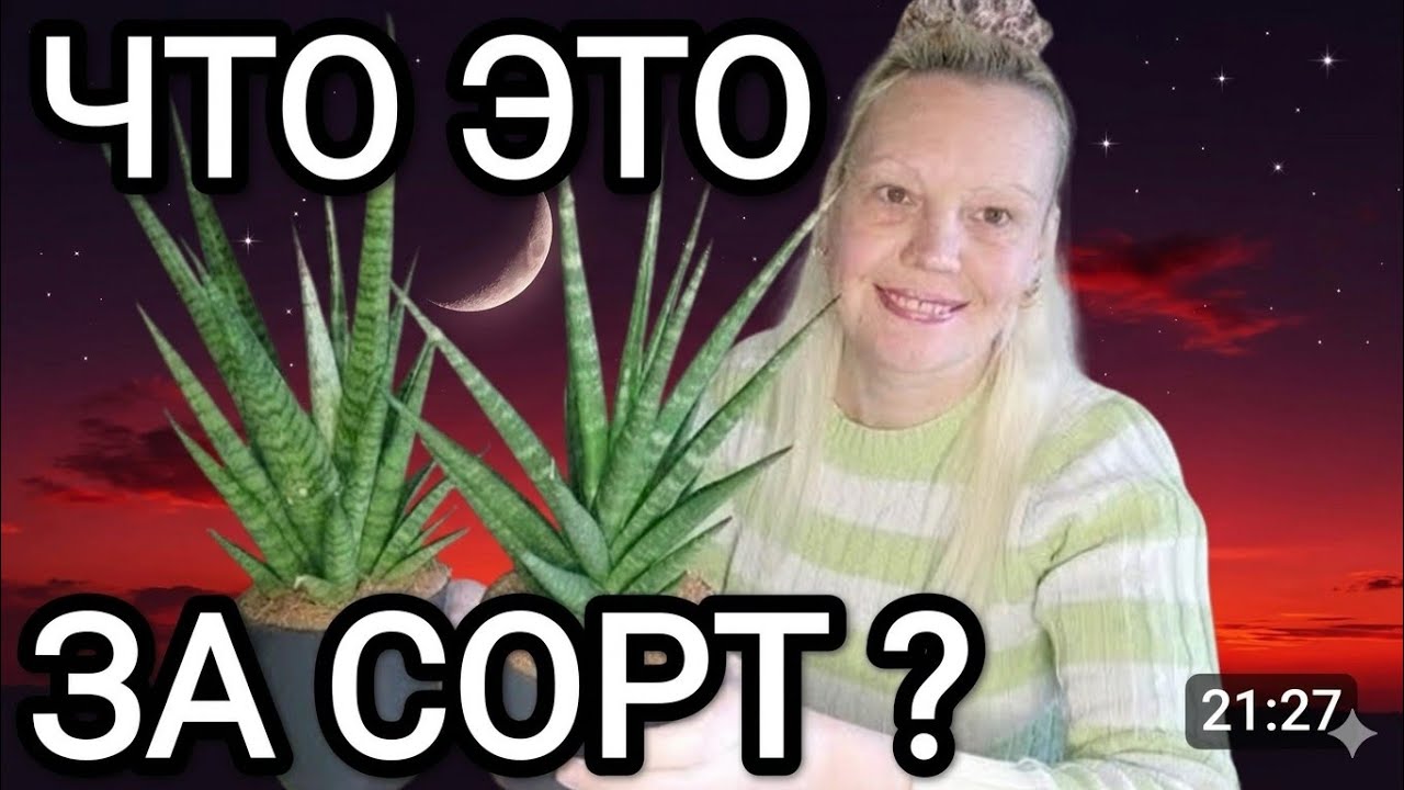 Мои НОВИНКИ! Сразу две редкие сансевиерии в коллекции #пересадкасансевиерии #сансевиерия 