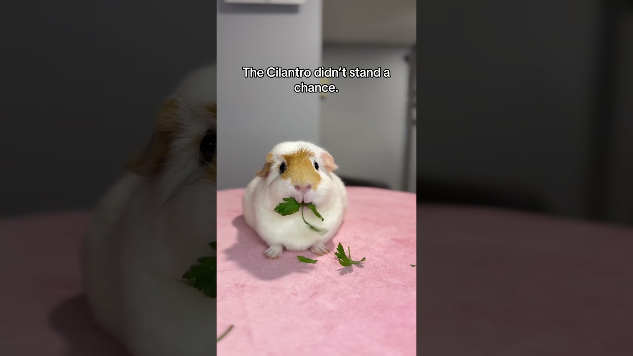 The cilantro didn&rsquo;t stand a chance  #guineapig #petlover #cute #animals #animalshorts #funny #pets