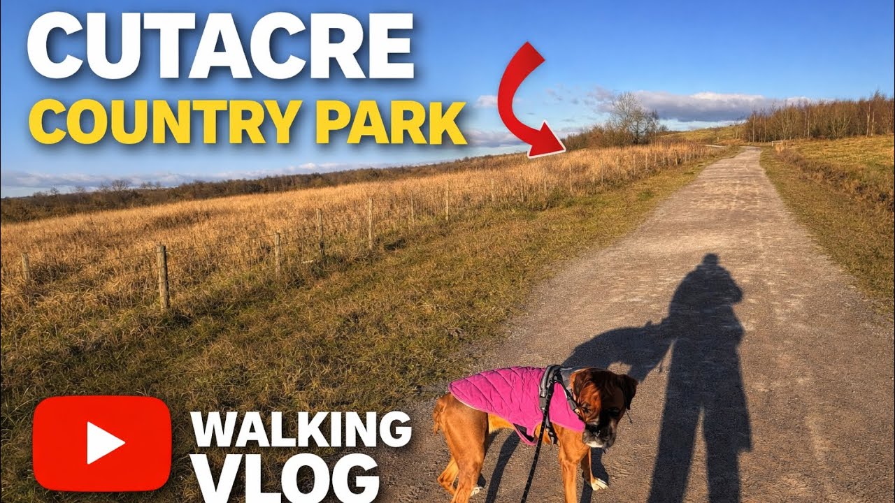Maisy the Boxer dog-Manchester-Cutacre country park
