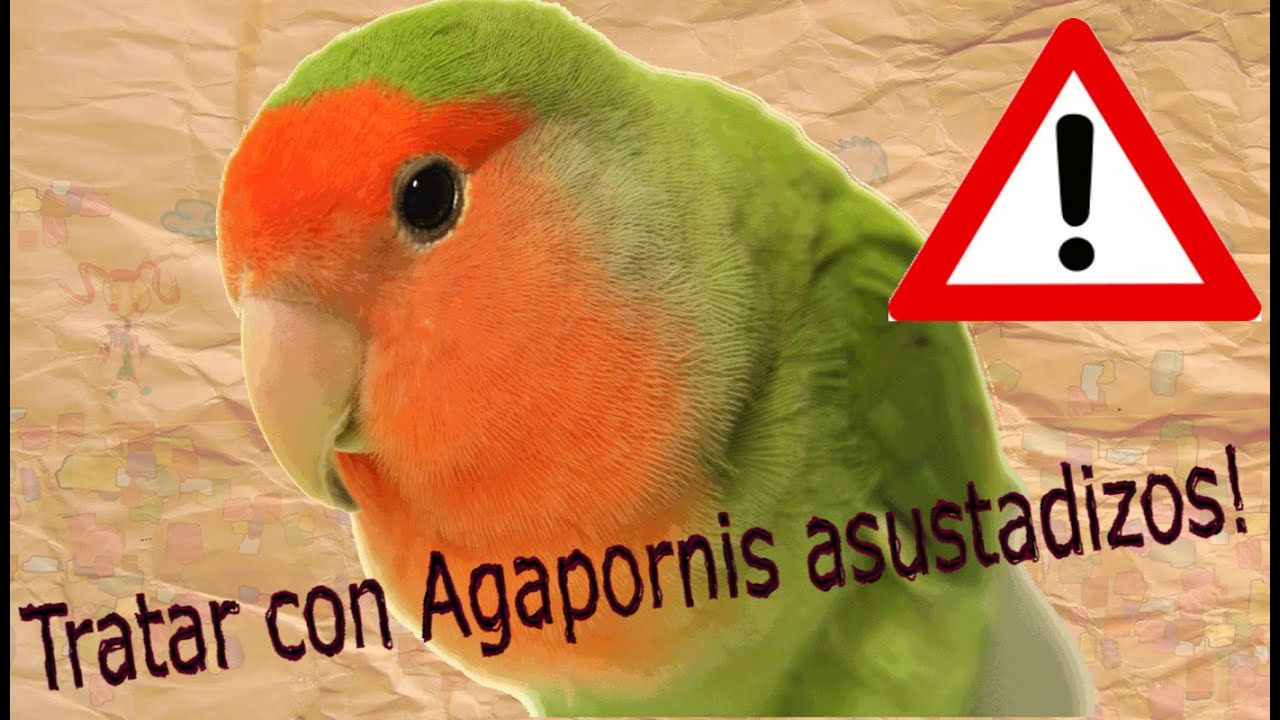 Como conseguir que tu Agapornis salvaje no te tenga miedo
