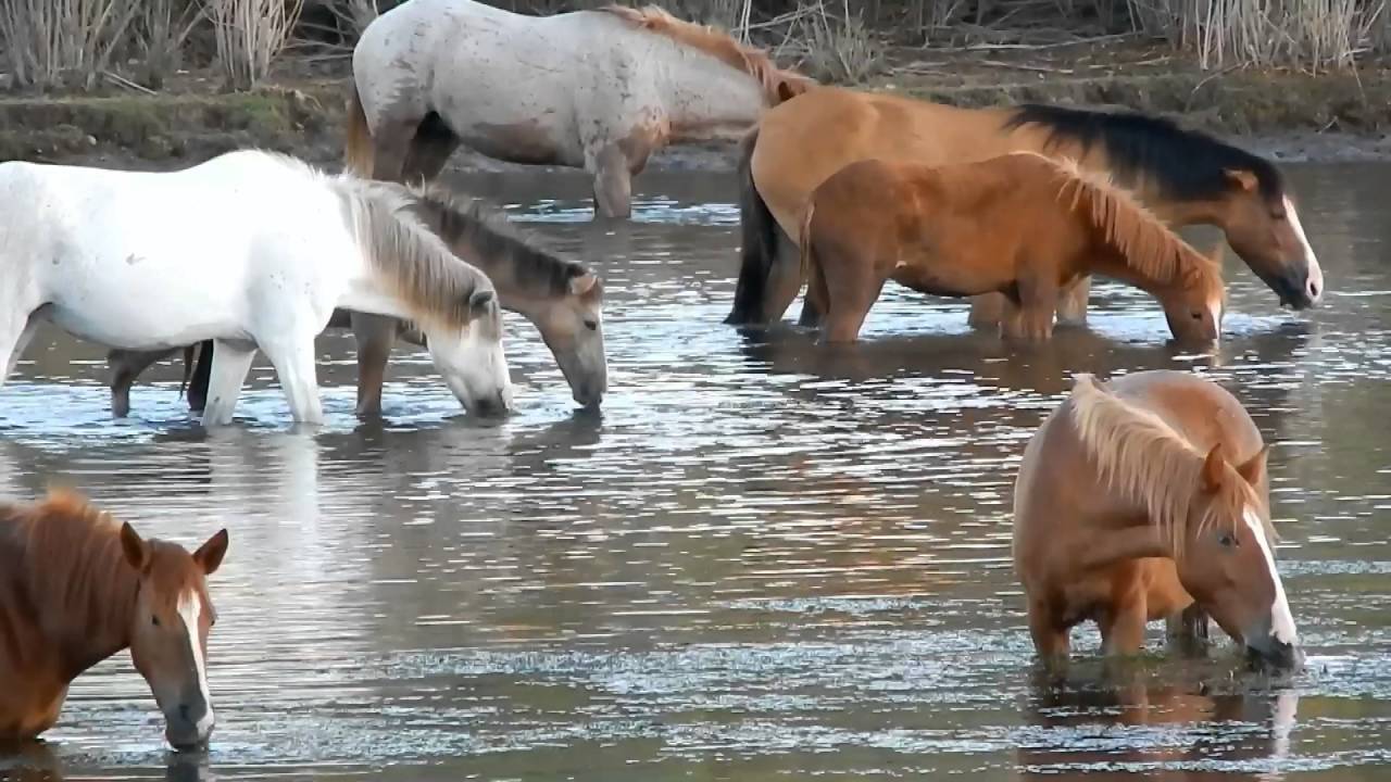 Salt River Wild Horses