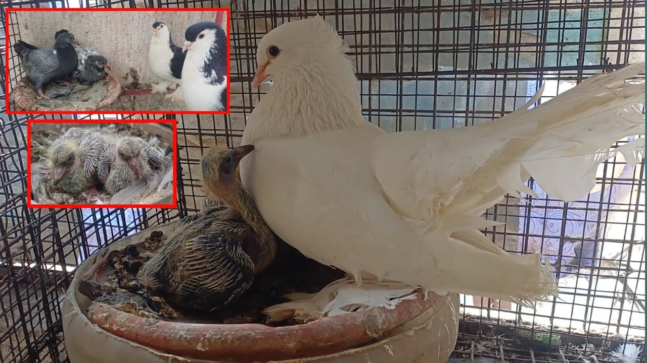 My Loft Chicks Growth||Pigeon||Khalik pigeon loft
