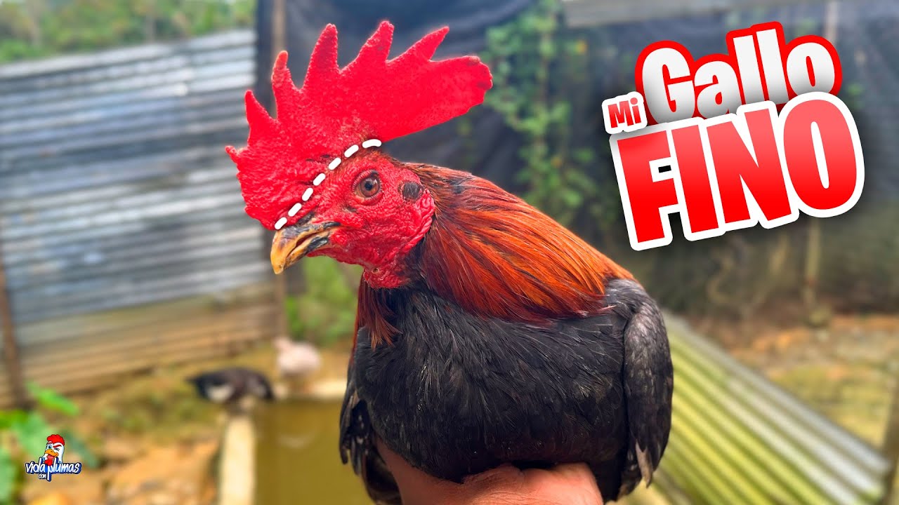 Mi Fino y Avances del nuevo Gallinero