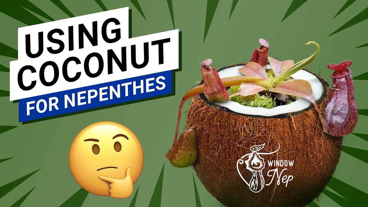 Can you use Coconut Peat 🌴  for Nepenthes? (is it a good substrate?)