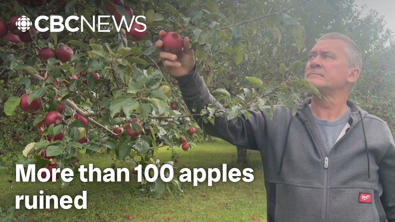 This orchard owner says kids ruined more than 100 apples. His response went viral