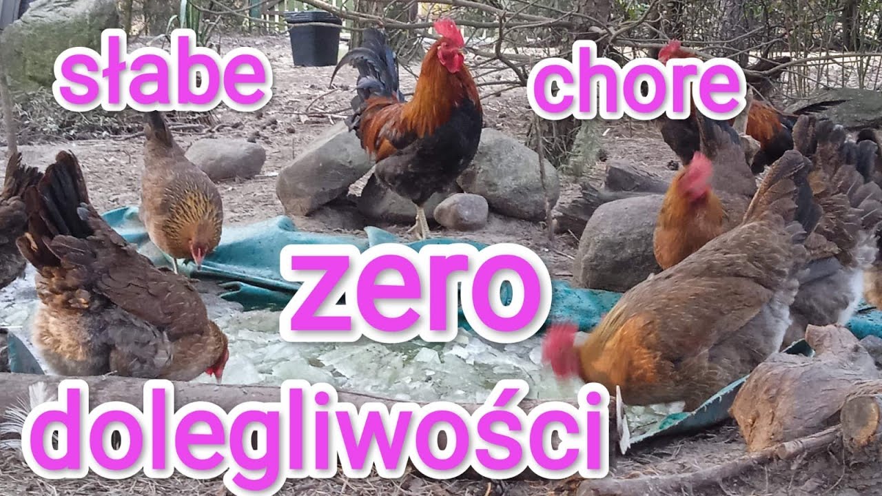 Kurze choroby. Eliminacja chorób w stadzie kur zielononóżek. Jak tego dokonać.