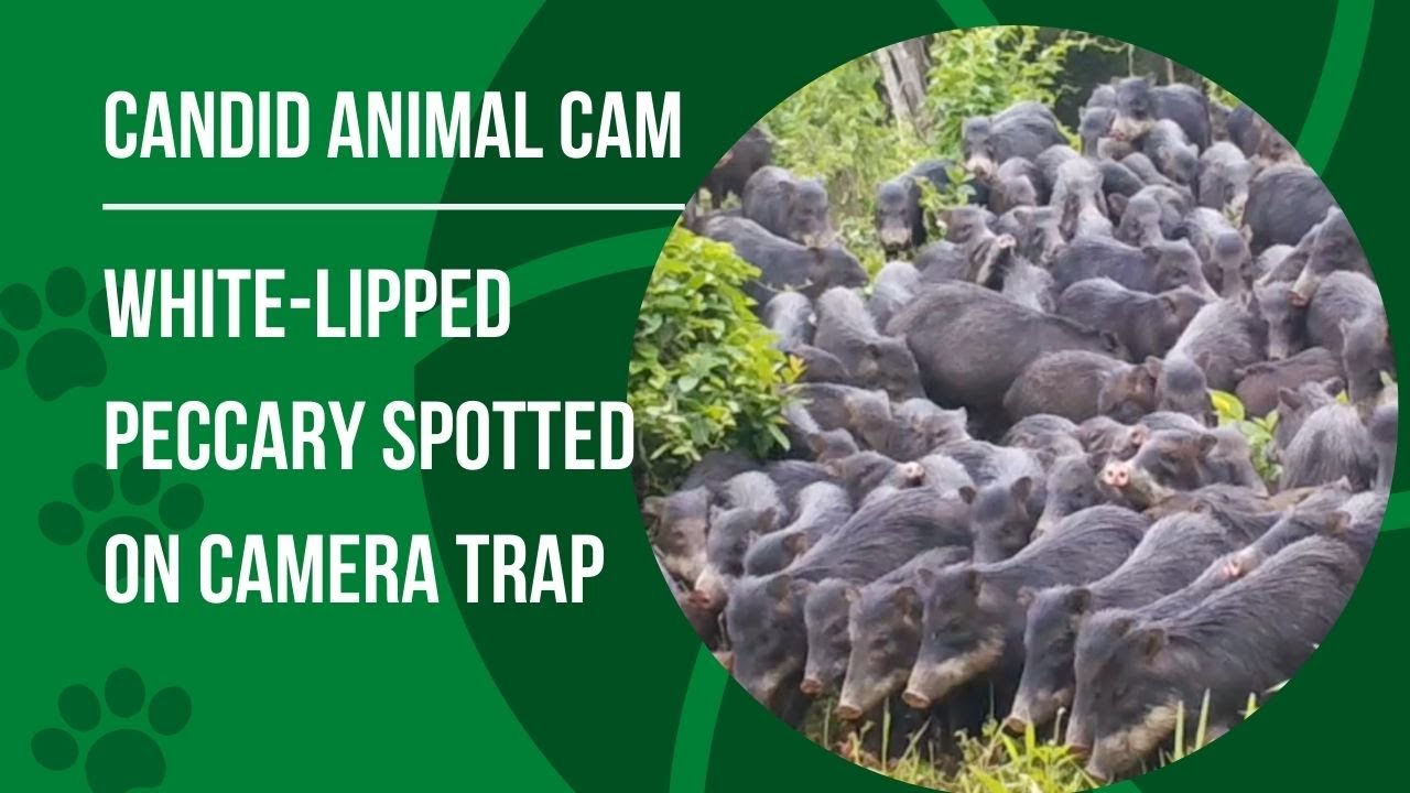 What is a white-lipped peccary? Pigs of the jungle | Candid Animal Cam