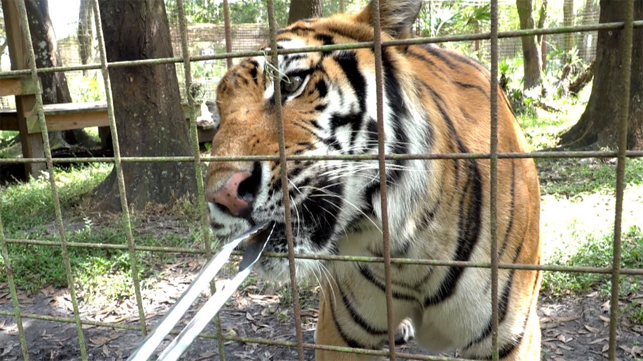 Do BIG Cats Like Shrimp?