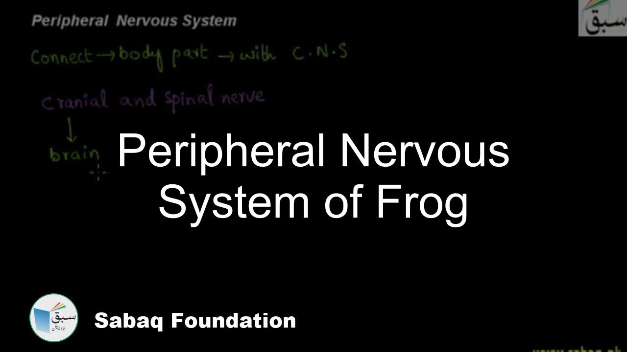 Peripheral Nervous System of Frog, Biology Lecture | Sabaq.pk