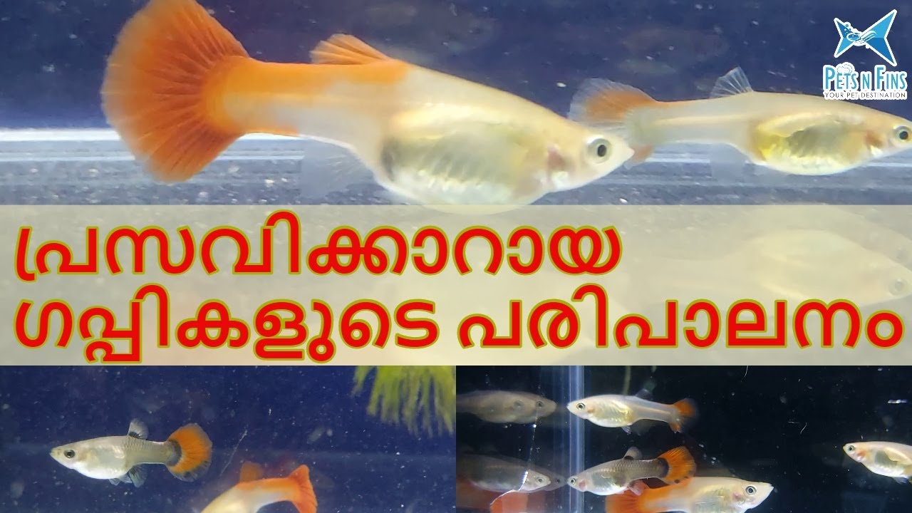 പ്രസവിക്കാറായ ഗപ്പികളെ എങ്ങിനെയാണ് പരിചരിക്കേണ്ടത്? || How to care pregnant guppies? Guppy Breeding