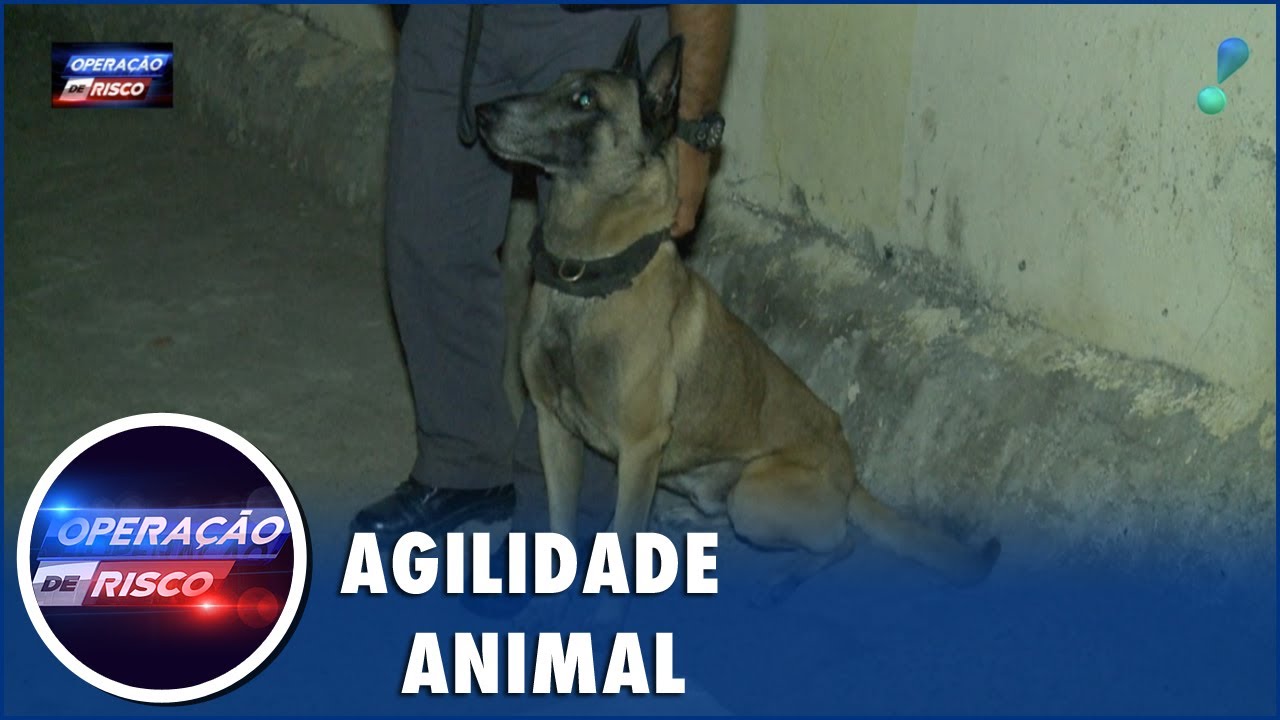 Com cão farejador, polícia apreende porções de cocaína e maconha em Suzano