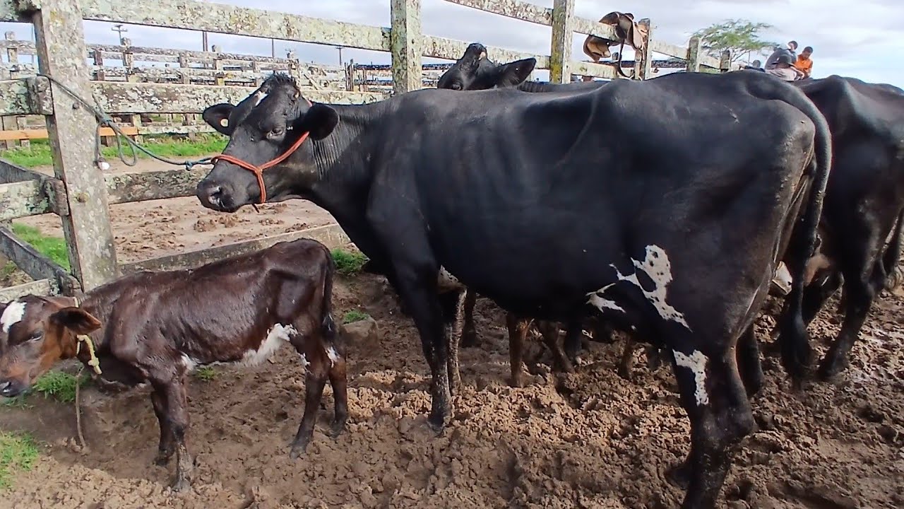FEIRA DAS VACAS LEITERAS EM CAPOEIRAS PERNAMBUCO 27 de fevereiro de 2026