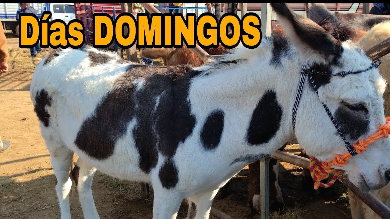 Días domingo en Edomex // Chulos animales 