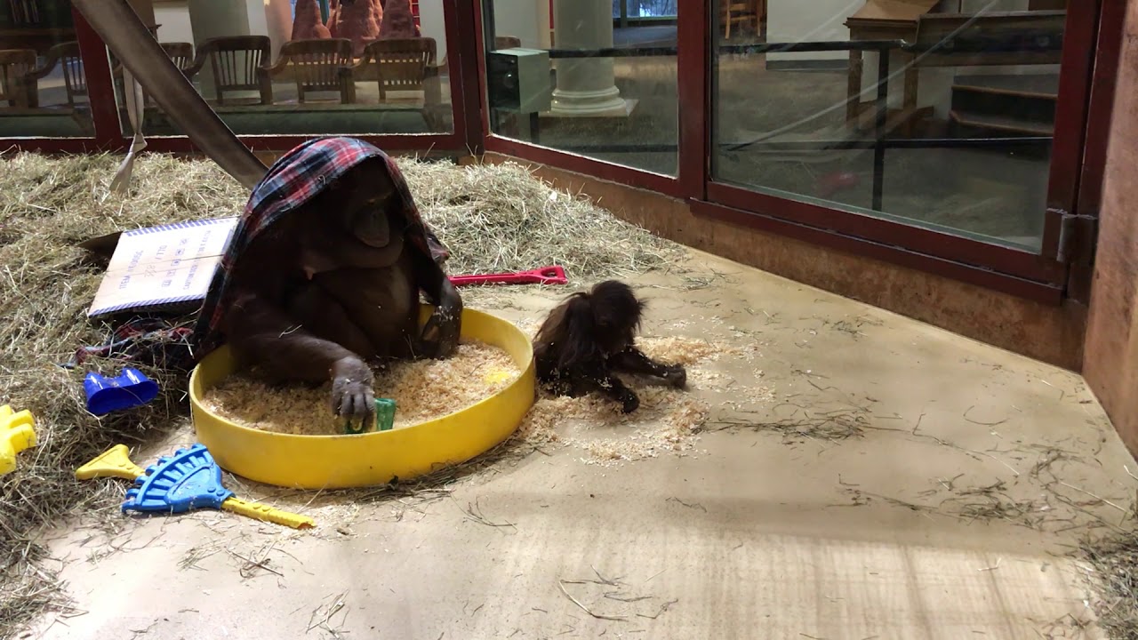 #OrangutanStory: A Redd Winter