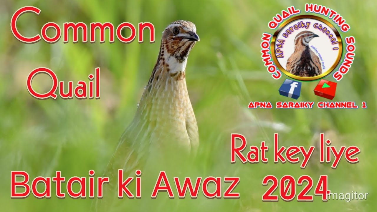Quail sounds | Batair ki Awaz 2024 | Batair ki Awaz 2024 ki