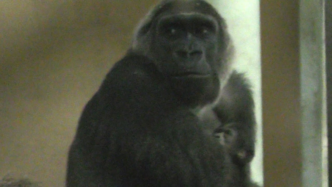 ゴリラの赤ちゃん誕生[京都市動物園]　Birth of a gorilla baby