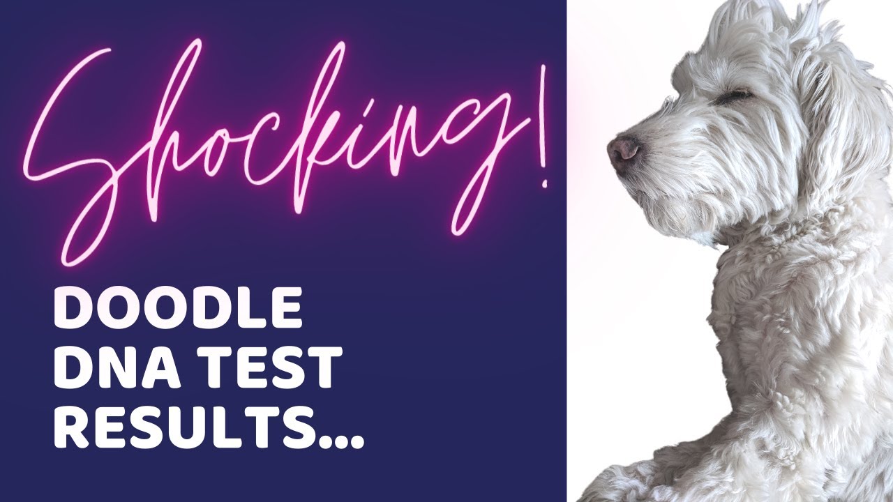 A Doodle's Shocking Dog DNA Test Results from Embark AND Wisdom Panel...Scammed by a Doodle Breeder