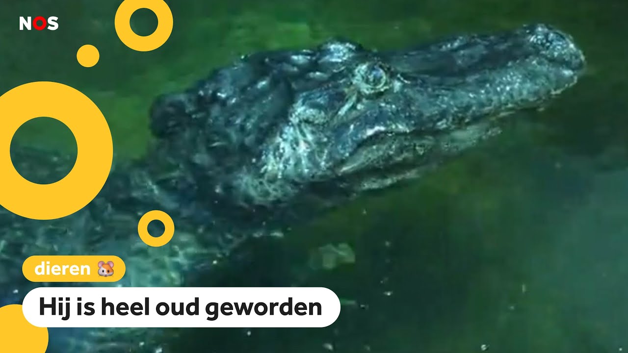 'Alligator van Hitler' is doodgegaan