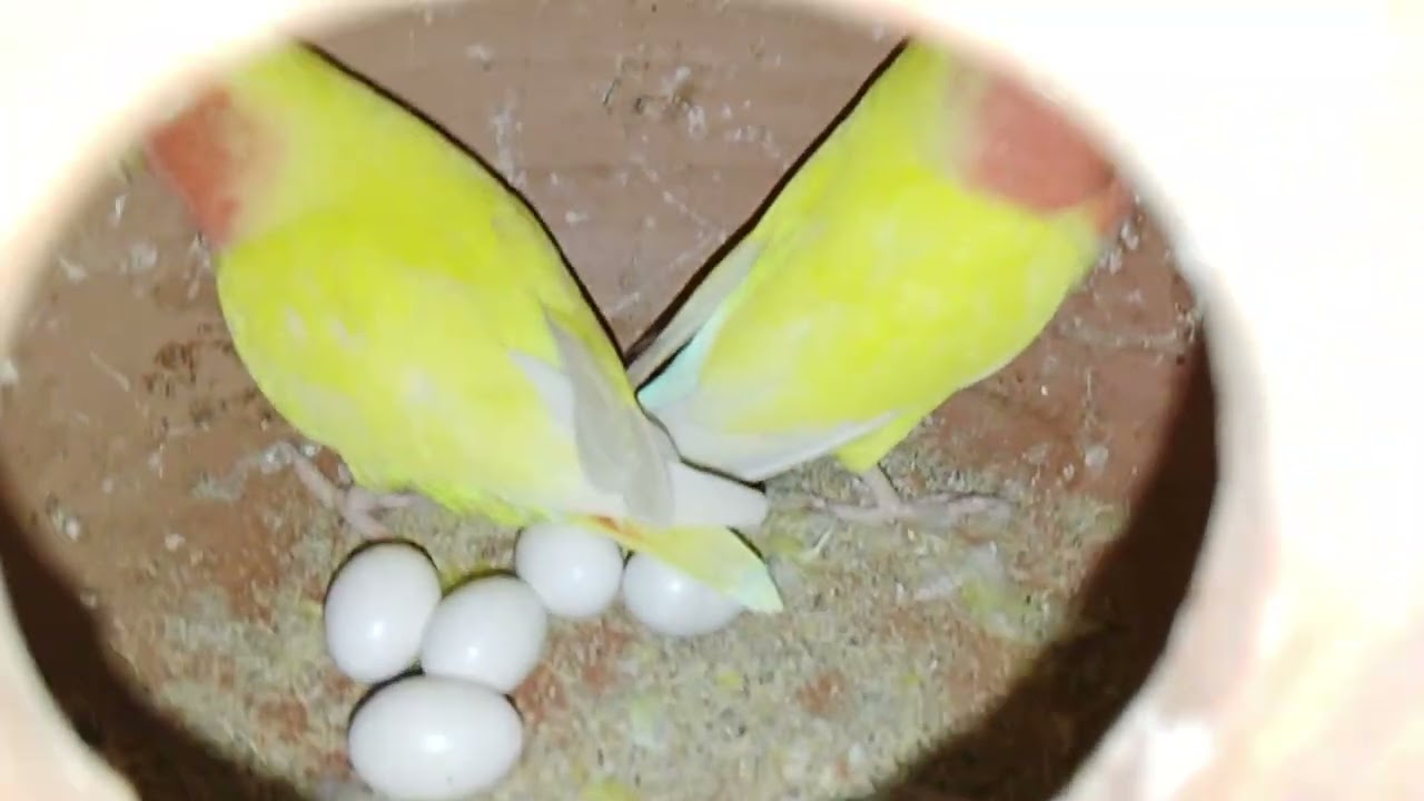 Lucky Lovebirds daily amazing moments forever 🥳🦜🐦🕊️
