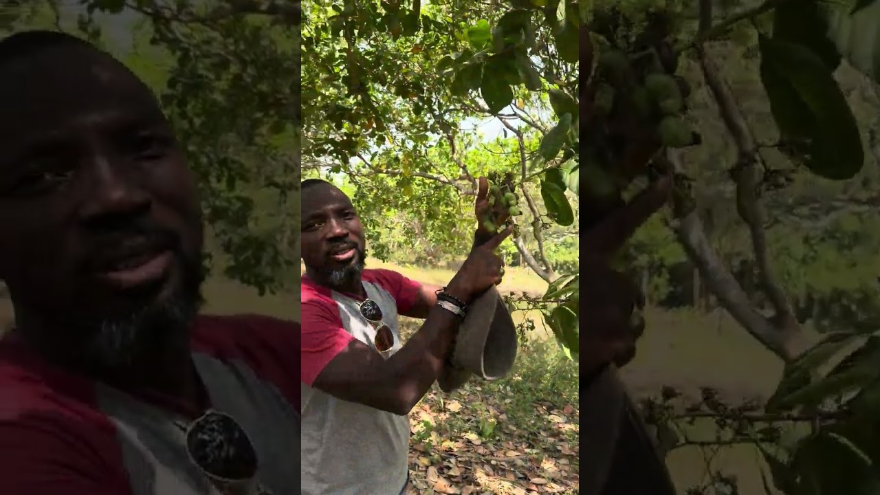 Preparing for Cashew Season