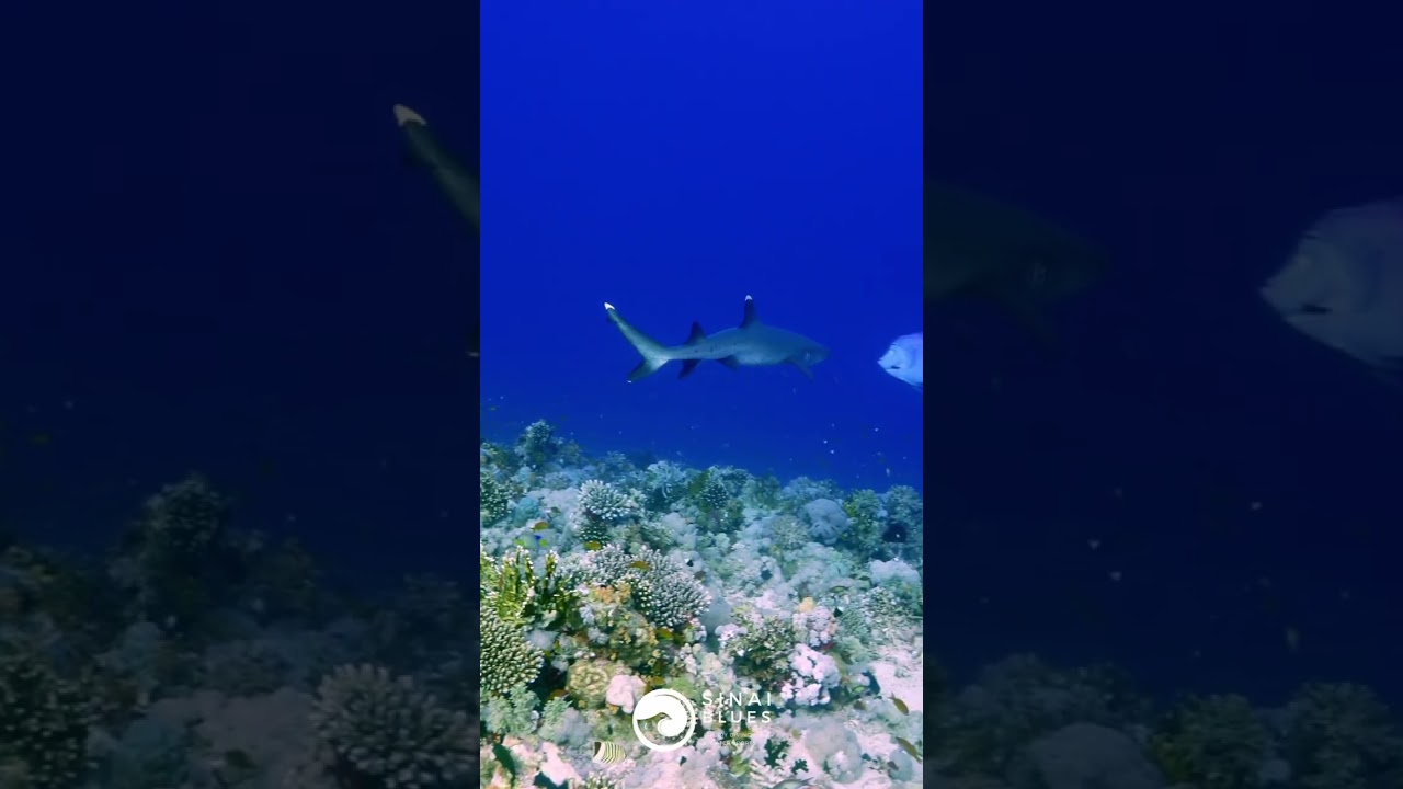 Whitetip Reef Shark - Gordon Reef Dive Site - Scuba Diving 🤿 Red Sea Marine Life - Egypt @sinaiblues