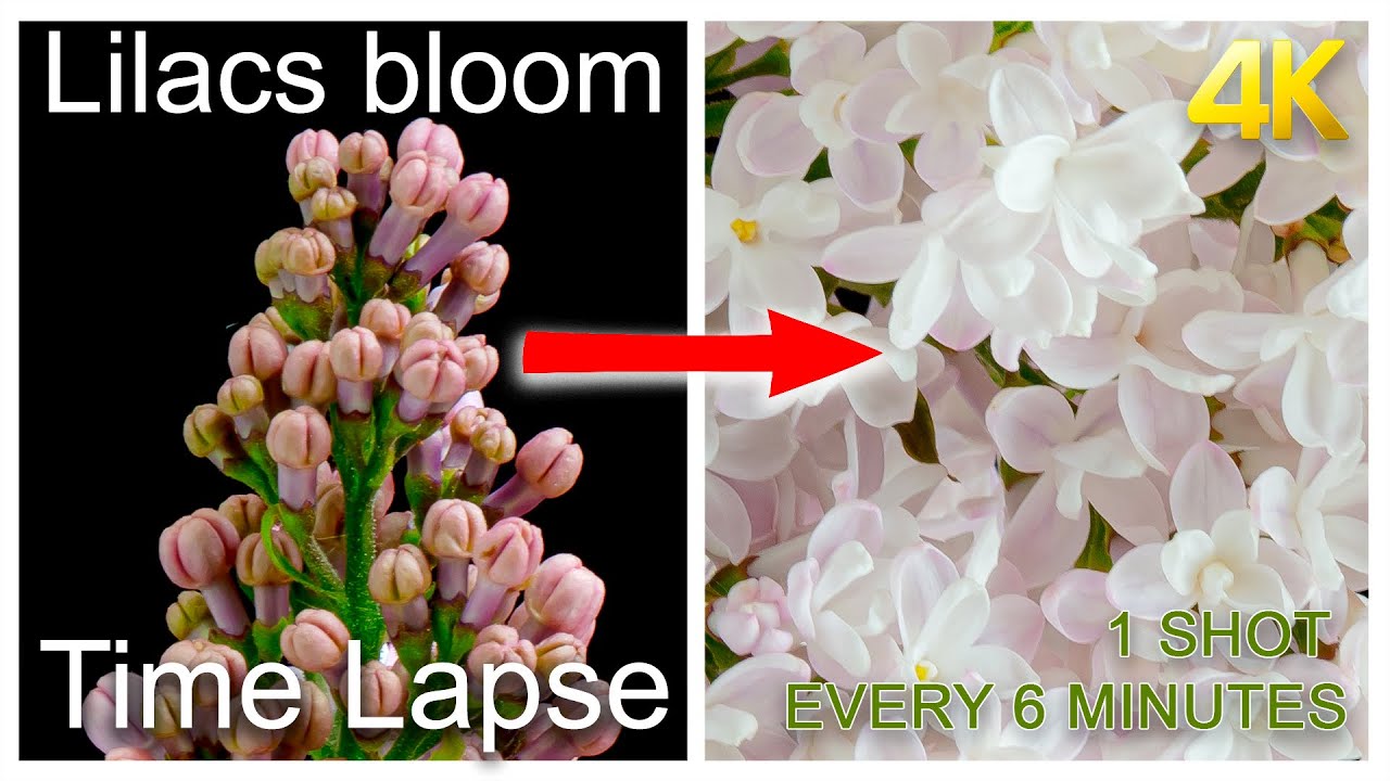 Lilac blooming Time Lapse 4K